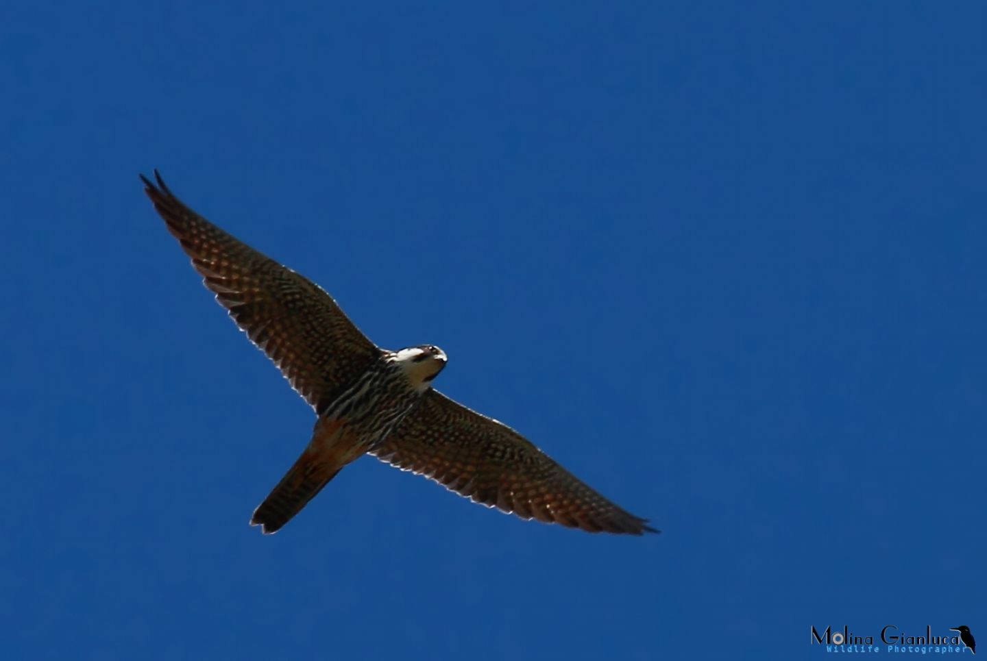 Falco lodolaio  in volo